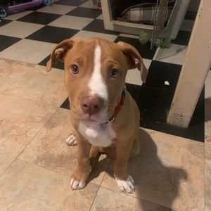 Meet your Posher, Hinto